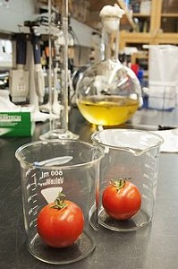 Tomato_laboratory_research