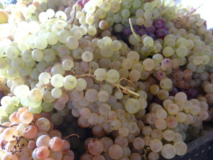 Market grapes